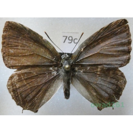 Favonius quercus (Linnaeus, 1758) male Czech79c
